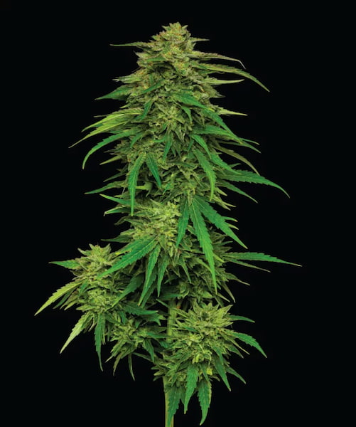 Mango Sherbert > Humboldt Seed Company | Feminized Cannabis   |  Indica
